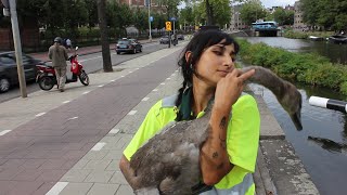 Directly helping animals with the Animal Ambulance Amsterdam | Vegan Amsterdam