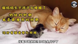 猫妈妈生下孩子懵圈了