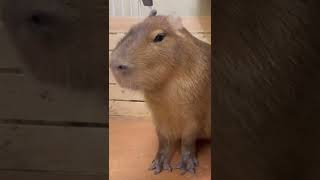 その客はもはやエサを持っていない事に気づいたカピバラ　#capybara