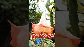 ଏଇଟା କେଉଁ ଫୁଲ ସାଙ୍ଗ ମାନେ କହିଲ ଦେଖି