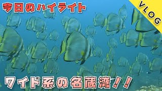 【石垣島ダイビングVlog】大物三昧の名蔵湾を楽しみました！