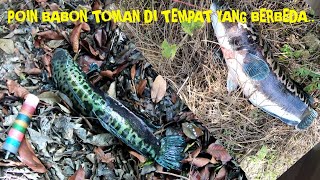 BEGILAH JADI NYA KALU MASER DI TEMPAT SARANG IKAN PRDATOR GIGI TAJAM. HASIL NYA SANGAT MEMUASKAN.