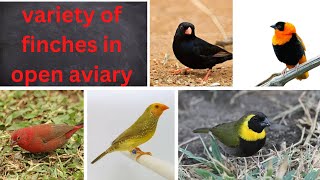 #shorts ,variety of finches in open aviary