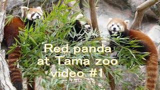 多摩レッサーリポート1 レッサーパンダ かのこ \u0026 まめたろう 親子で笹モグ Red panda at Tama zoo 1 多摩動物公園