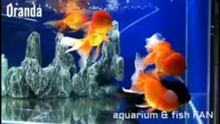 Oranda vs red cap oranda who is the best