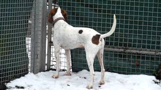 Tierheim Stuttgart - Hund Tobi