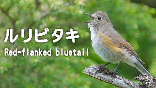 ルリビタキの鳴き声 囀り (Red-flanked bluetail)