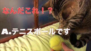 田舎暮らし7日目:テニスボールと猫を遊ばせた結果…I played with a cat and a tennis ball