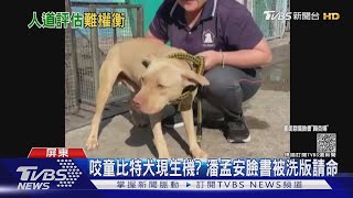 網友為咬童比特犬「請命」 潘孟安：媒合認養別再洗版｜TVBS新聞