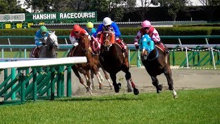 オジュウチョウサン障害10連勝、2019年阪神スプリングジャンプ。現地映像、阪神競馬場