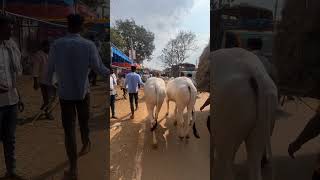 ಮೈಸೂರಿನ ರಾಕೇಶ್ ಅವರ ಎರಡು ಹಲ್ಲಿನ ಹೊಸ ಕರುಗಳು.....ಜೈ ಹಳ್ಳಿಕಾರ್ ❣️