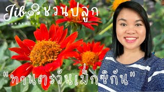 Green Planet EP. 6 : Mexican sunflower ปลูกทานตะวันเม็กซิกัน