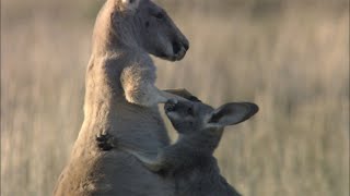 大きくなってもママの袋に入りたがる 赤ちゃんカンガルー