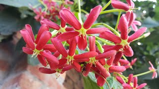 Madhumalti | Rangoon Creeper | Jhumka Bail - Care and Tips | मधुमालती की बेल कैसै उगाये?