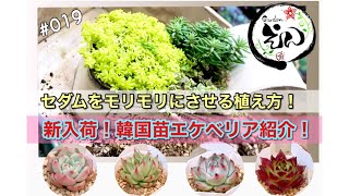 【多肉植物】セダムをモリモリにする植え方！新入荷韓国苗エケベリア紹介！Gardenえん #019