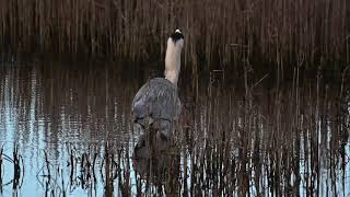 A Heron Catches A Ragwom A Little Egret Catches A  Vole