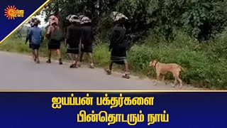 ஆந்திராவிலிருந்து கர்நாடக வரை நாய் நடைப்பயணம் | Tamil News | Sun News