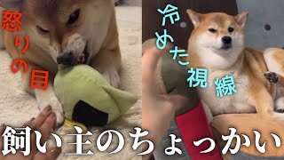 【愛犬をかまいたい】飼い主のちょっかいにうっとうしがったり、冷めた視線を送る柴犬。