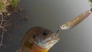 スプーンで釣る　spoon fishing　つくば　谷田川　４月