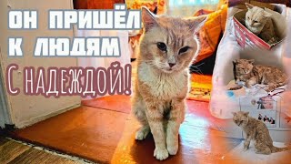 💔Не смогли помочь бездомному коту/теперь все на много хуже/не простая история кота/help save the cat