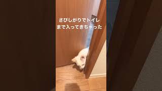 さびしがりでトイレまで入ってきちゃった子猫 #猫 #ねこ #ねこのいる生活 #ラグドール #子猫