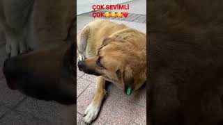 TOSBİK ÇOK SEVİMLİ #SEVİMLİ DOSTLARIMIZ#