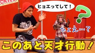 【天才すぎる】トレーナーに教わったことない指示をされたら、お猿さんはどうするのか？