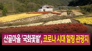 R]산골마을 '국화꽃밭', 코로나 시대 힐링 관광지 / 안동MBC