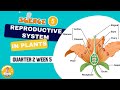 SCIENCE 5 QUARTER 2 WEEK 5 | REPRODUCTIVE SYSTEM IN PLANTS