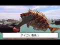 【♭18】浜名湖で釣れた魚、一挙公開！（昼間編）