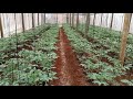 TOMATOES IN GREENHOUSE ,TAST,MOROGORO,TANZANIA