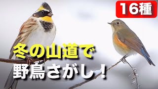 雪がらみの野鳥を探そう。道具を使うシジュウカラも登場？