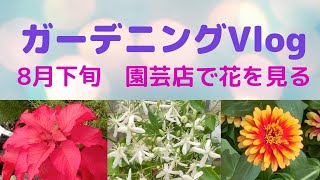 🌹【ガーデニング日記】8月下旬　園芸店で花を見る