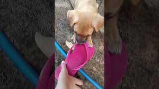 O CACHORRINHO CARAMELO TA CORRENDO ATRÁS DE MIM #CACHORRO#SHORTS