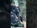 ❤ゴリラ夫婦❤gorilla couple モモタロウとゲンキ momotaro and genki ゴリラ gorilla