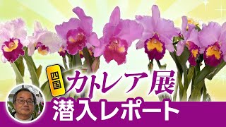 洋蘭】豪華絢爛！カトレア展に展示されていた美しき花たちをご紹介していきます！[orchid]Cattleya Exhibition!@seedpot368  #sheathch