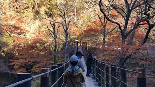 花貫渓谷・汐見滝吊り橋（茨城県高萩市）紅葉見てきた！