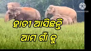 ହାତୀ ଆସିଛନ୍ତି ଆମ ଗାଁ କୁ //hati asichhanti amo gan ku