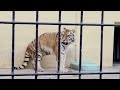 【釧路市動物園】アムールトラココア🐯たくさん歩いて元気をアピール‼