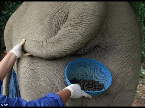 Interesting facts about Coffee!! Most Valuable Coffee from Dung Interesting facts about Coffee!! Most Valuable Coffee from Dung