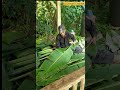 Ada Penampakan Saat Panen Daun Pisang #hiburan @Aji Dimyati