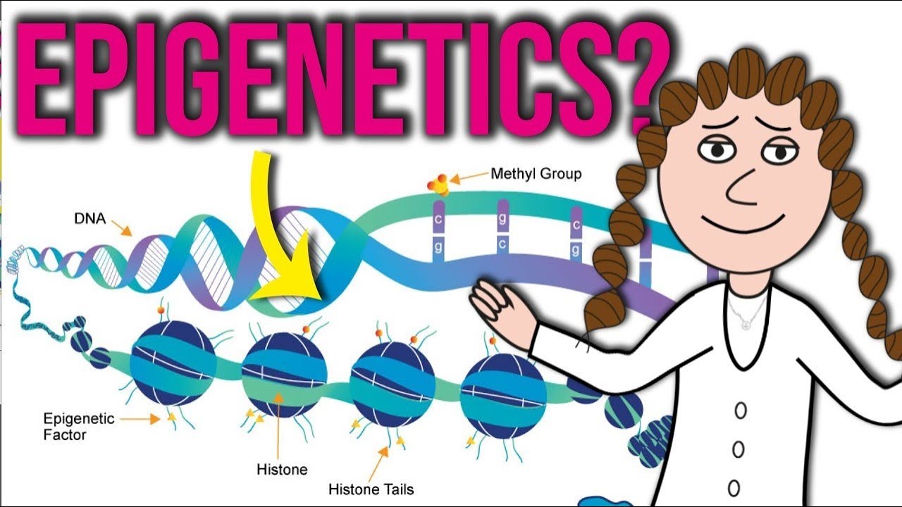 What Does Epigenetics Really Mean? - YouTube