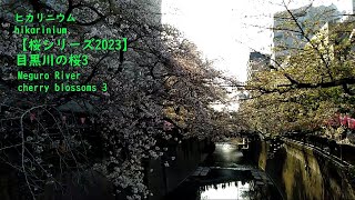 【桜シリーズ2023】目黒川の桜3　Meguro River cherry blossoms 3