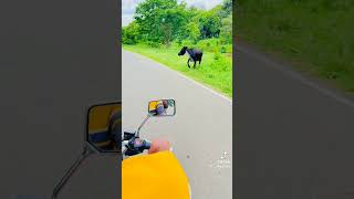 හෝව් හෝව් නවතිනවද ඩිංගක් මා හා🐮😂 #hornet#honda#trending#viral#1millionviews#fyp#srilanka#tiktok#bike