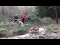 cutting down a large spruce fäller en gran vid jaktstugan