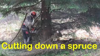 Cutting down a large spruce/ Fäller en gran vid jaktstugan