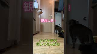 【番外編】ごはんの唄以外で猫が興奮する飼い主の行動#shorts