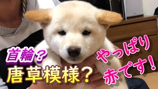 【柴犬】初めての首輪　柴犬は唐草模様！？😝