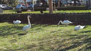 Sensational Swans Take a Siesta with Geese on Lawn at Lake Eola Park Downtown Orlando! Florida