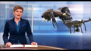 Adler fängt Drohne -  eagle catches drone